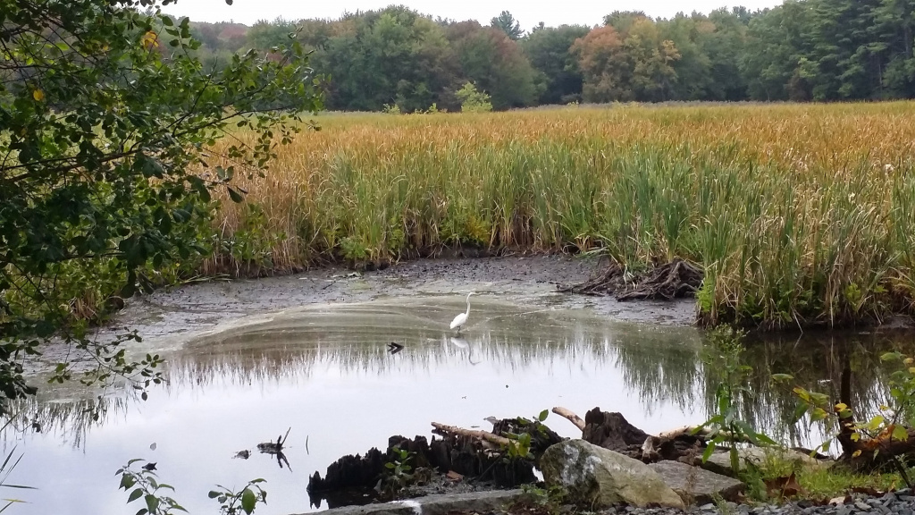 Crane at Haggetts Pond