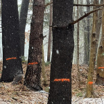 Trees marked for removal at Haggetts Pond